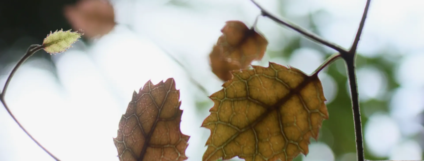 Yellow leaves symbolising recovery by acupuncture from Liver Fibrosis