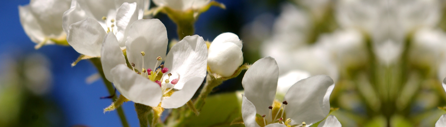 Acupuncture in Auckland: balance of a cherry blossom