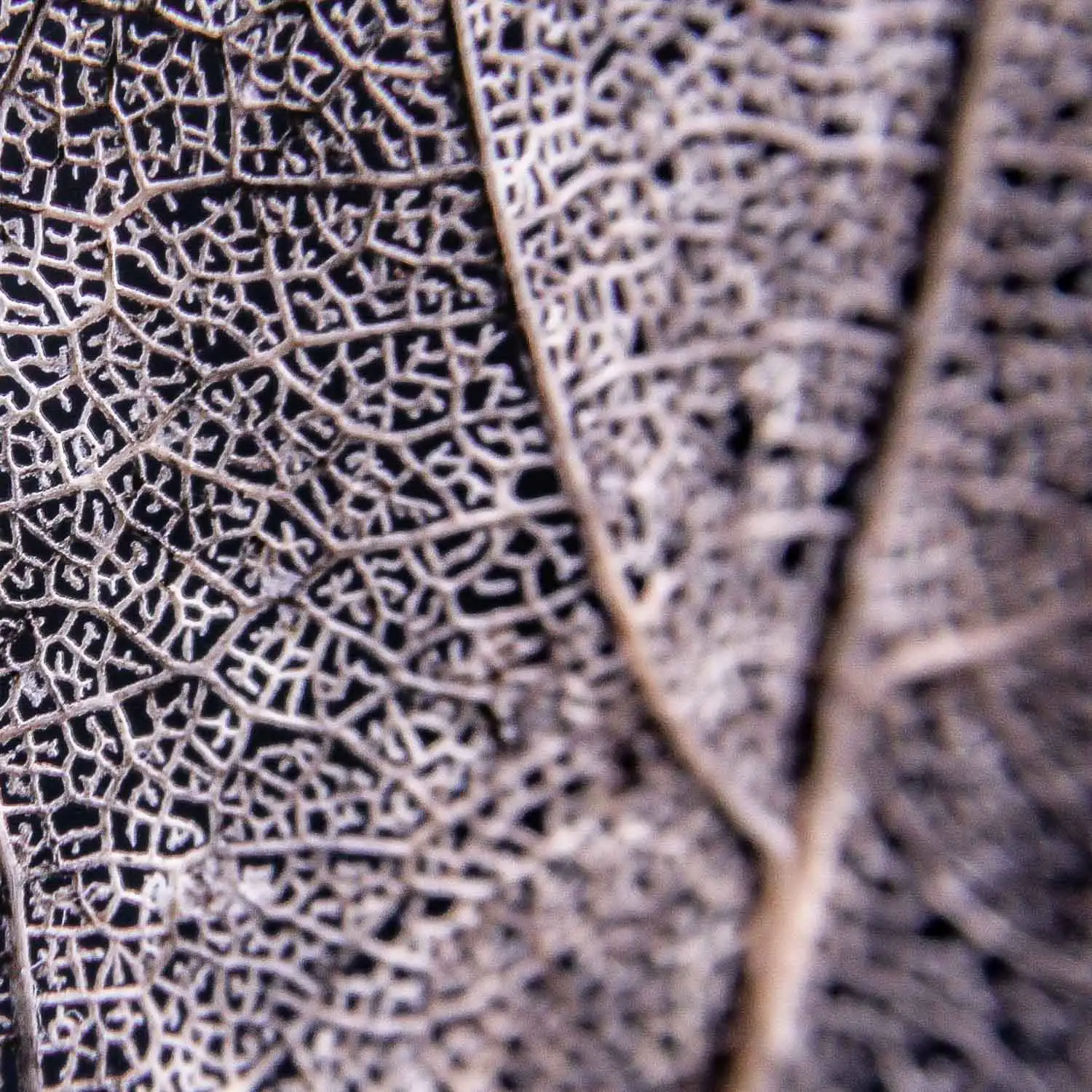 Acupuncture improves memory impaired by diabetes » Dr Vitalis