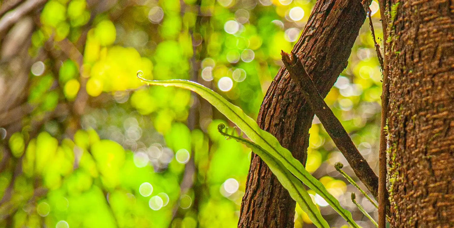 Acupuncture A Cure for Infertility? » Dr Vitalis