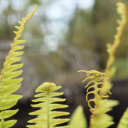 NZ ferns symbolising natural recovery and balance through acupuncture for sinus infection relief