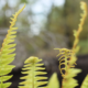 NZ ferns symbolising natural recovery and balance through acupuncture for sinus infection relief