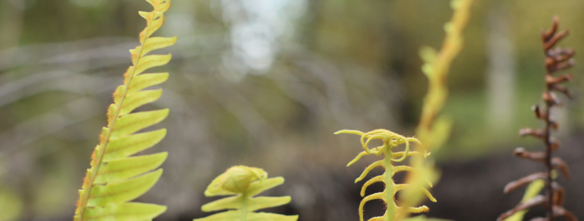 NZ ferns symbolising natural recovery and balance through acupuncture for sinus infection relief