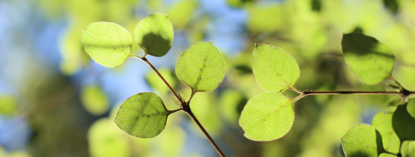 Green leaves symbolising gentle acupuncture support for ICSI fertility treatment