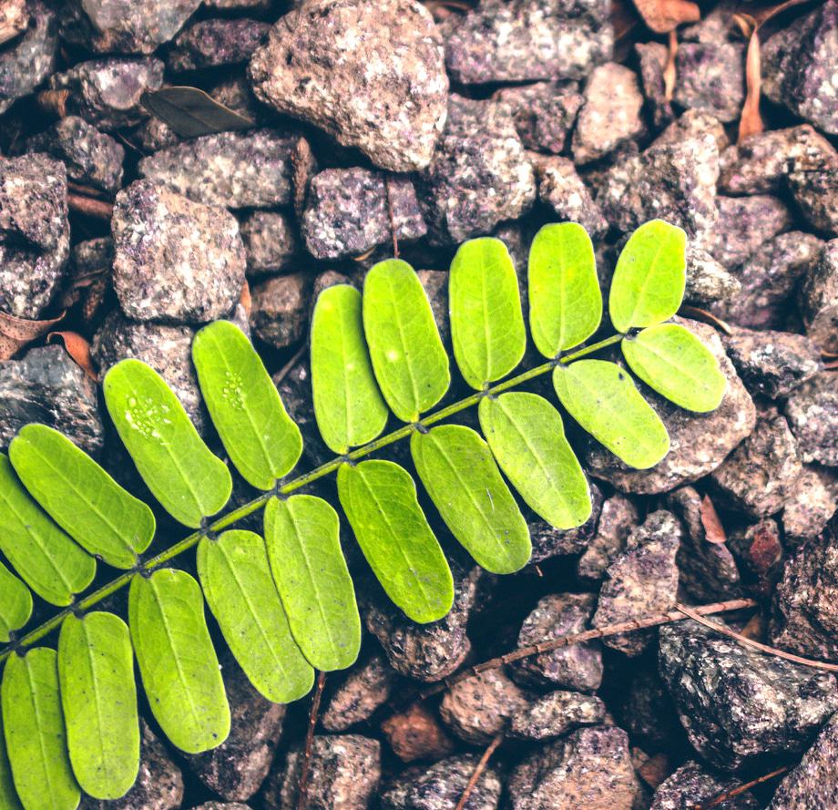 Acupuncture five times better for pain after surgery » Dr Vitalis