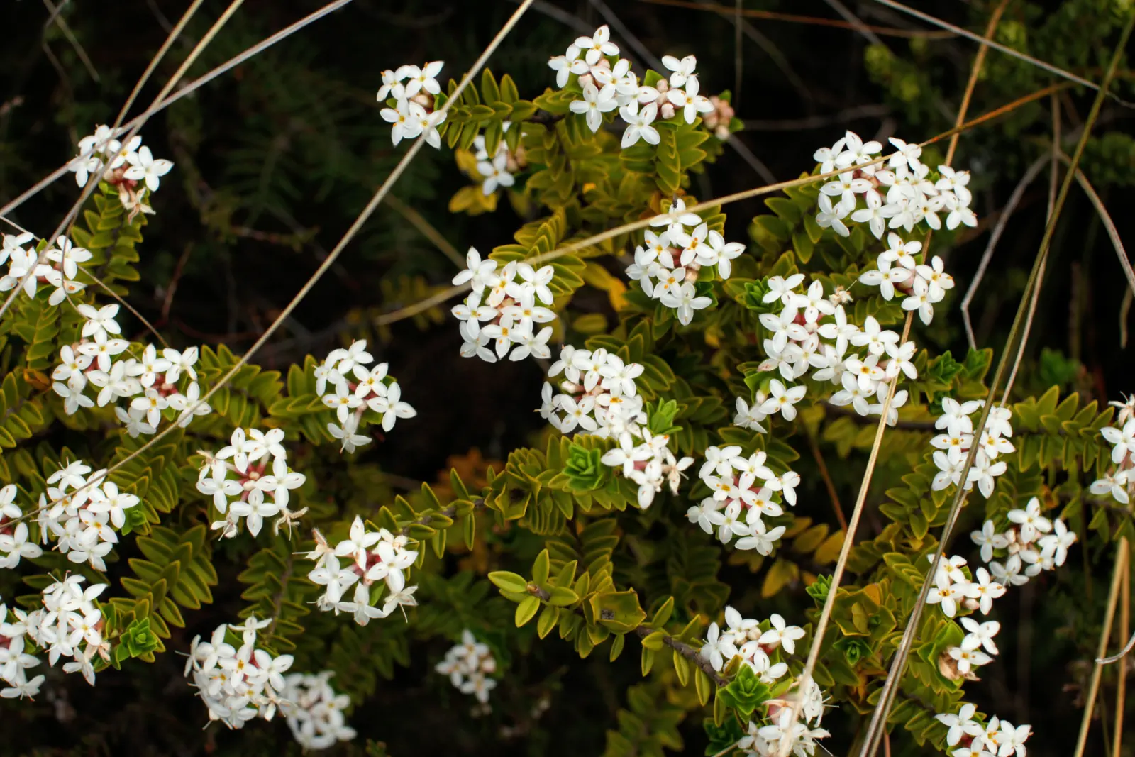 Acupuncture Costs » Dr Vitalis