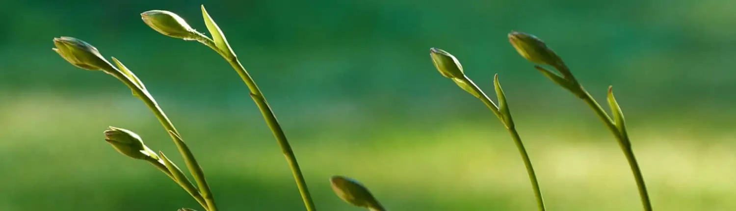 Reproductive acupuncture and IVF in Auckland