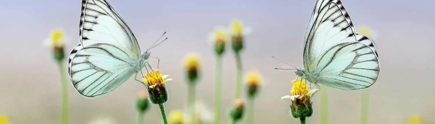 Auckland IVF acupuncture