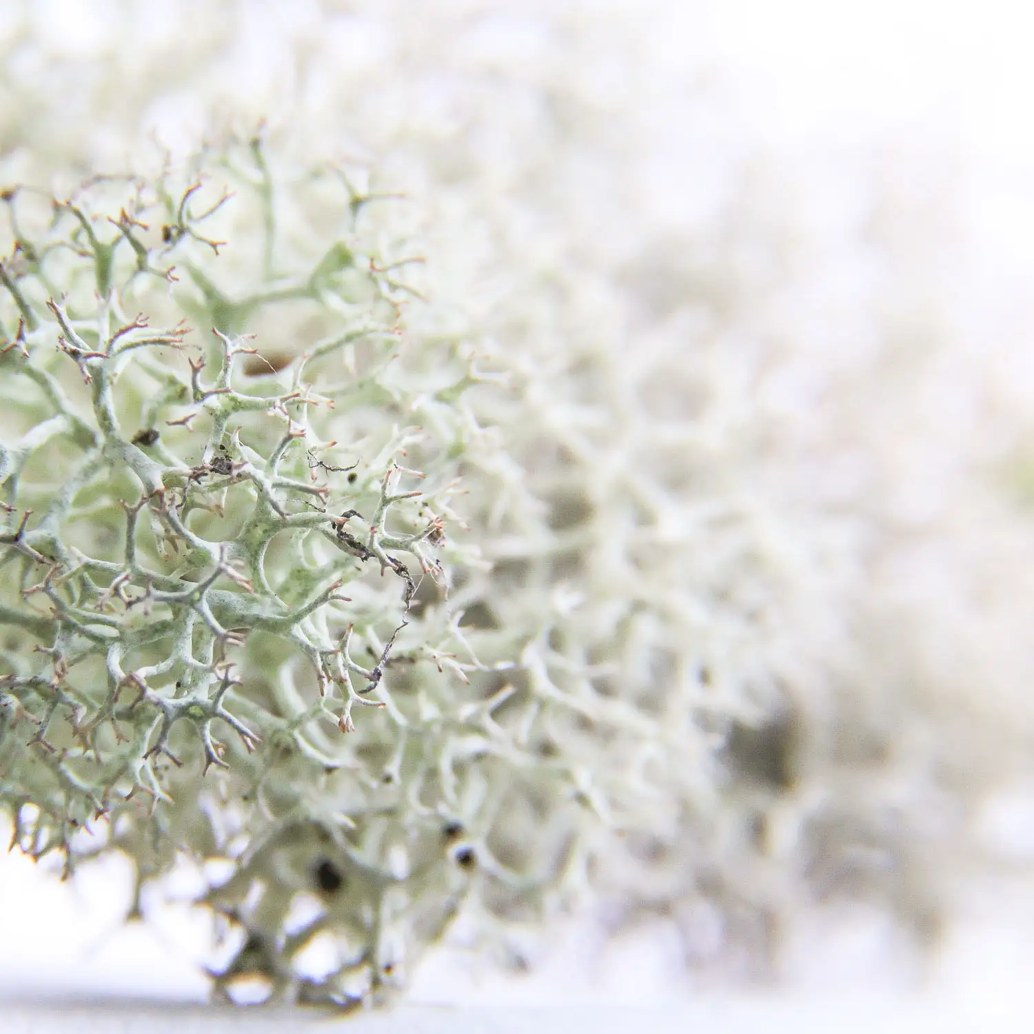 Acupuncture effectively relieves chronic low back pain » Dr Vitalis