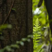 The Best Acupuncturist in Auckland: A delicate New Zealand native fern frond catching the light next to a deeply rooted tree trunk, symbolising evidence-guided care and clinical evolution.
