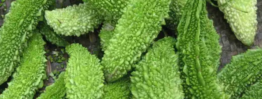 Insulin resistance bitter melon