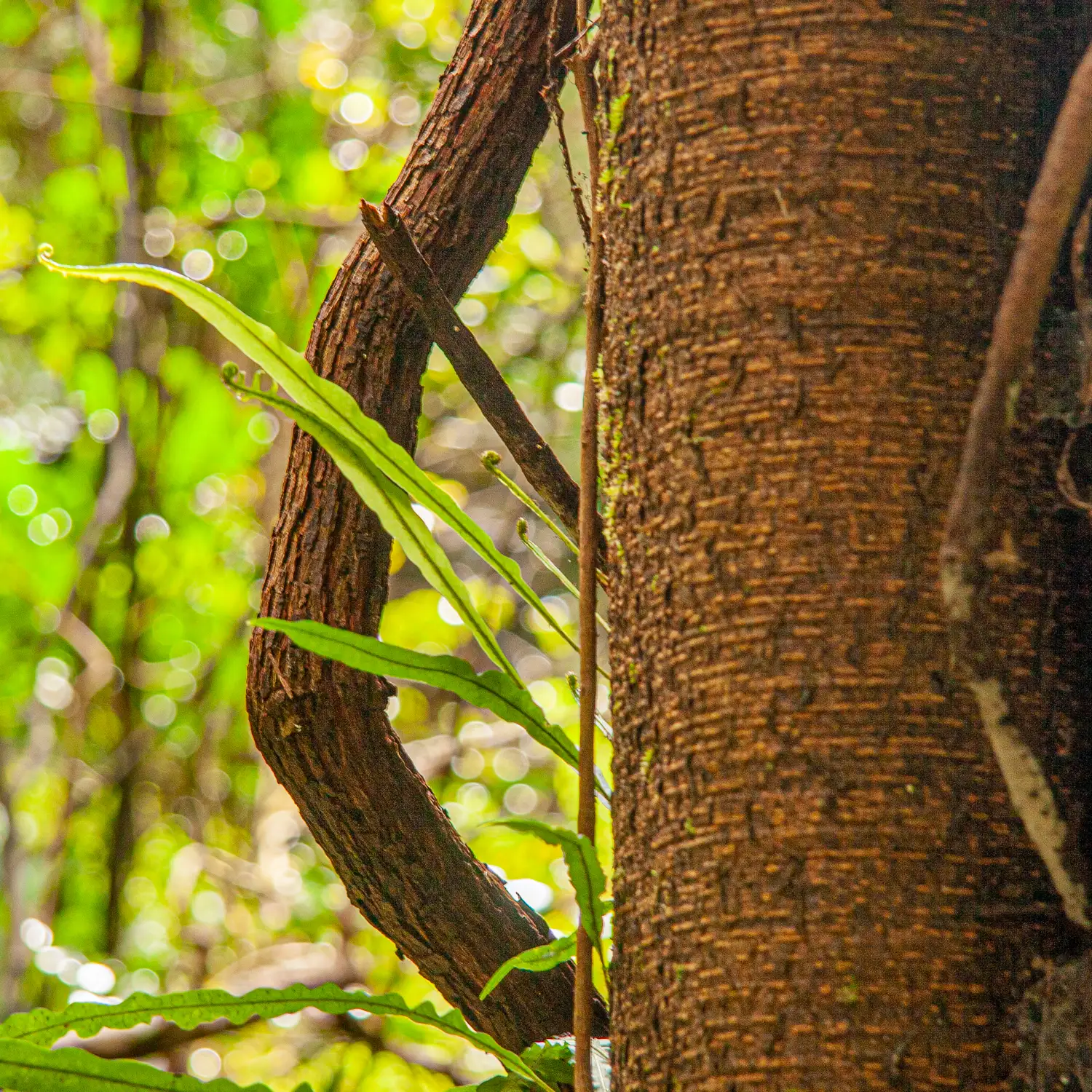 Chinese herbs ease chemotherapy side effects » Dr Vitalis