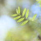 Green leaf in soft bokeh light symbolising natural recovery and healing for dry eye disease