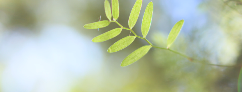 Green leaf in soft bokeh light symbolising natural recovery and healing for dry eye disease