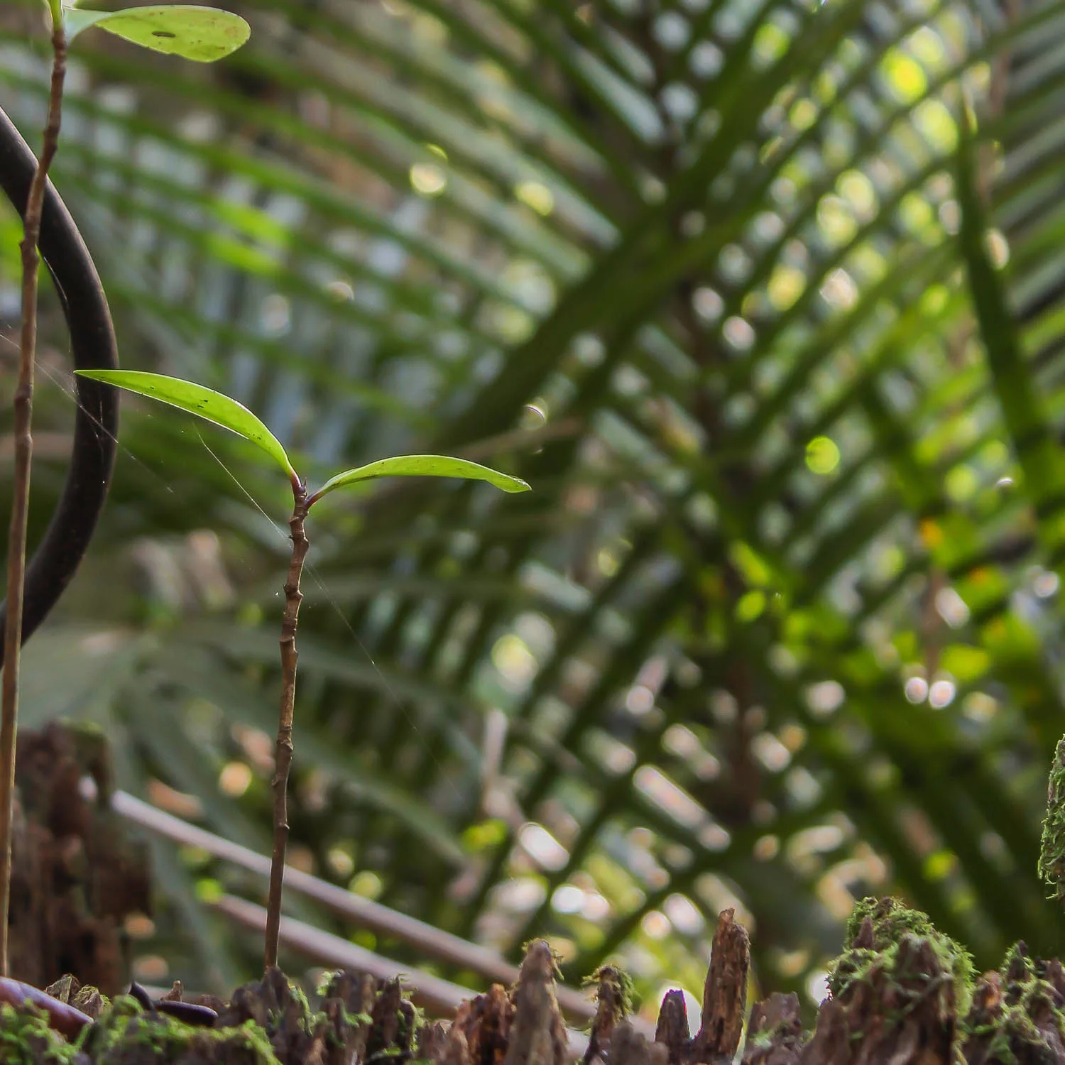 Fertility Acupuncture Auckland » Dr Vitalis