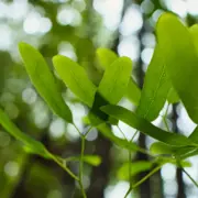 Green leaves in natural light representing a considered approach to choosing an acupuncture clinic in Auckland