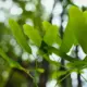 Green leaves in natural light representing a considered approach to choosing an acupuncture clinic in Auckland