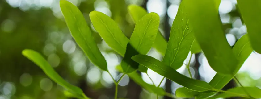 Green leaves in natural light representing a considered approach to choosing an acupuncture clinic in Auckland