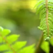 Neck pain and headaches