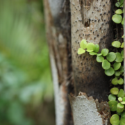 Regenerating akatea tree illustrating biological repair mediated by acupuncture and stem cells, resilience, and the foundations of healthy ageing and fertility.