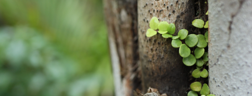 Regenerating akatea tree illustrating biological repair mediated by acupuncture and stem cells, resilience, and the foundations of healthy ageing and fertility.
