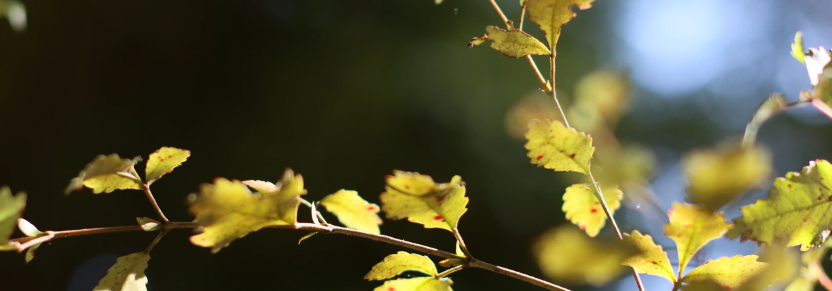 Sunlight filtering through lush green leaves, symbolizing renewal and healing - mirroring the restorative effects of acupuncture for chronic dry mouth after cancer treatment.