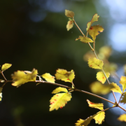 Sunlight filtering through lush green leaves, symbolizing renewal and healing - mirroring the restorative effects of acupuncture for chronic dry mouth after cancer treatment.