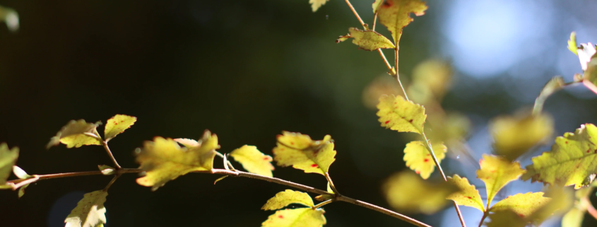 Sunlight filtering through lush green leaves, symbolizing renewal and healing - mirroring the restorative effects of acupuncture for chronic dry mouth after cancer treatment.